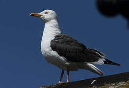 Lesser Black-backed Gull