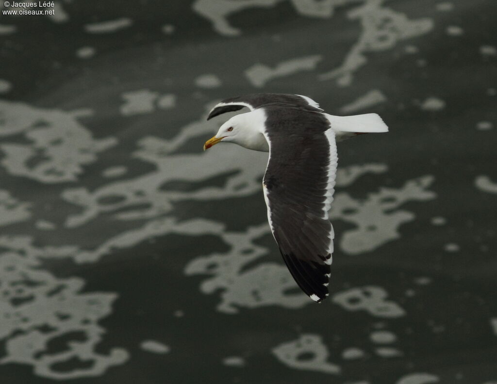 Lesser Black-backed Gull