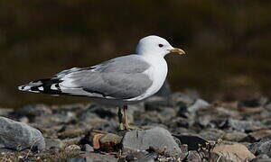 Common Gull