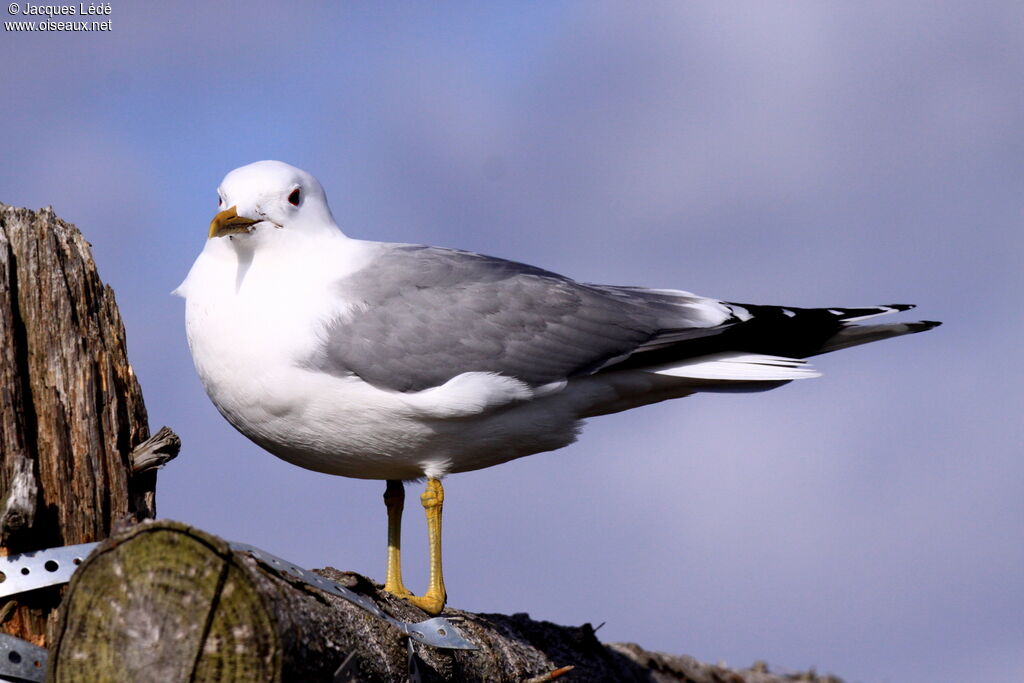 Mew Gull