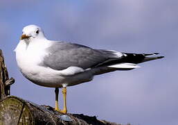 Mew Gull