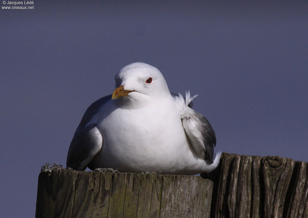 Mew Gull