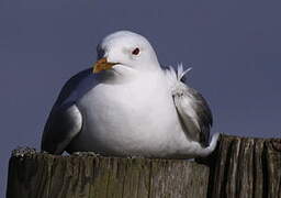 Mew Gull