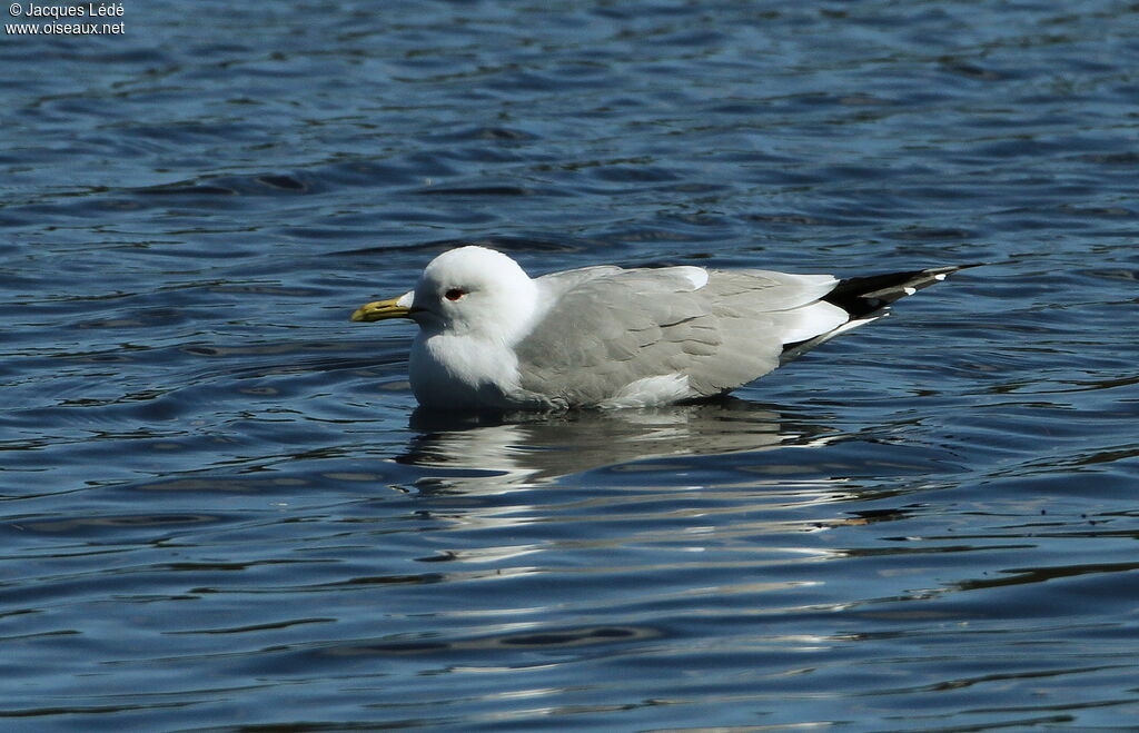 Mew Gull