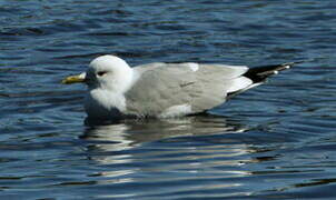 Common Gull