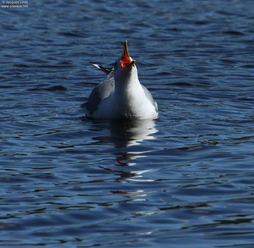 Common Gull