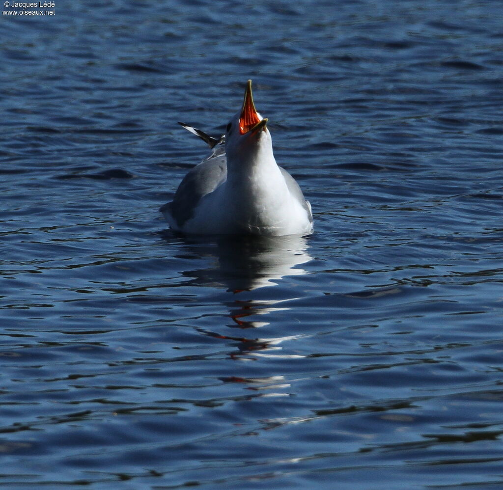 Mew Gull