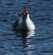 Common Gull