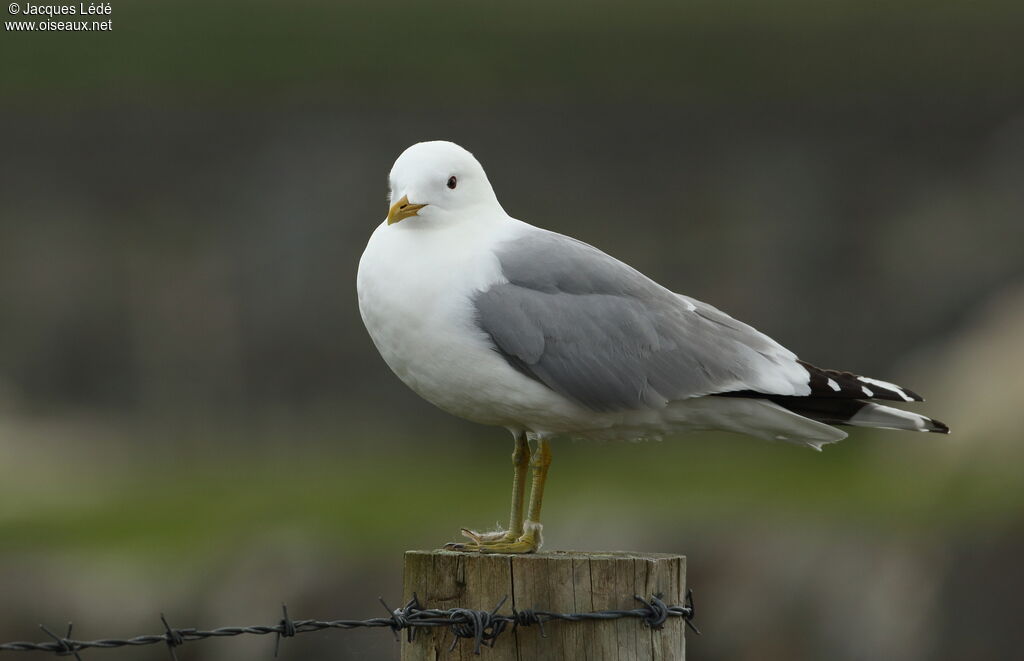 Mew Gull