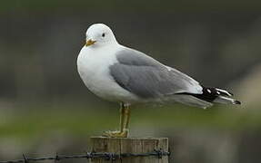 Mew Gull