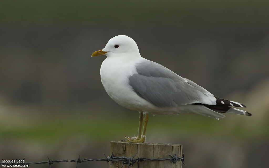 Common Gulladult breeding, identification