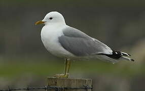 Common Gull