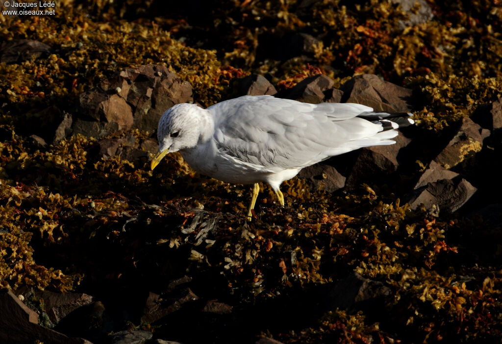 Mew Gull