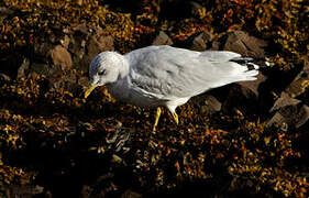 Mew Gull