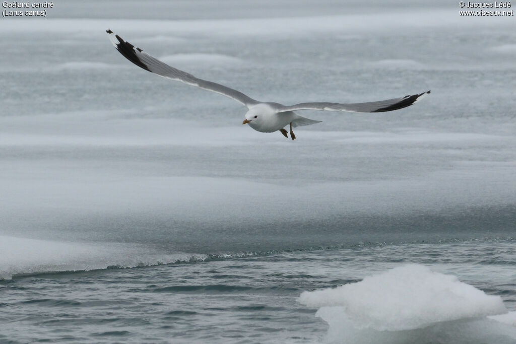 Common Gull