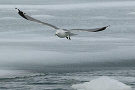 Common Gull