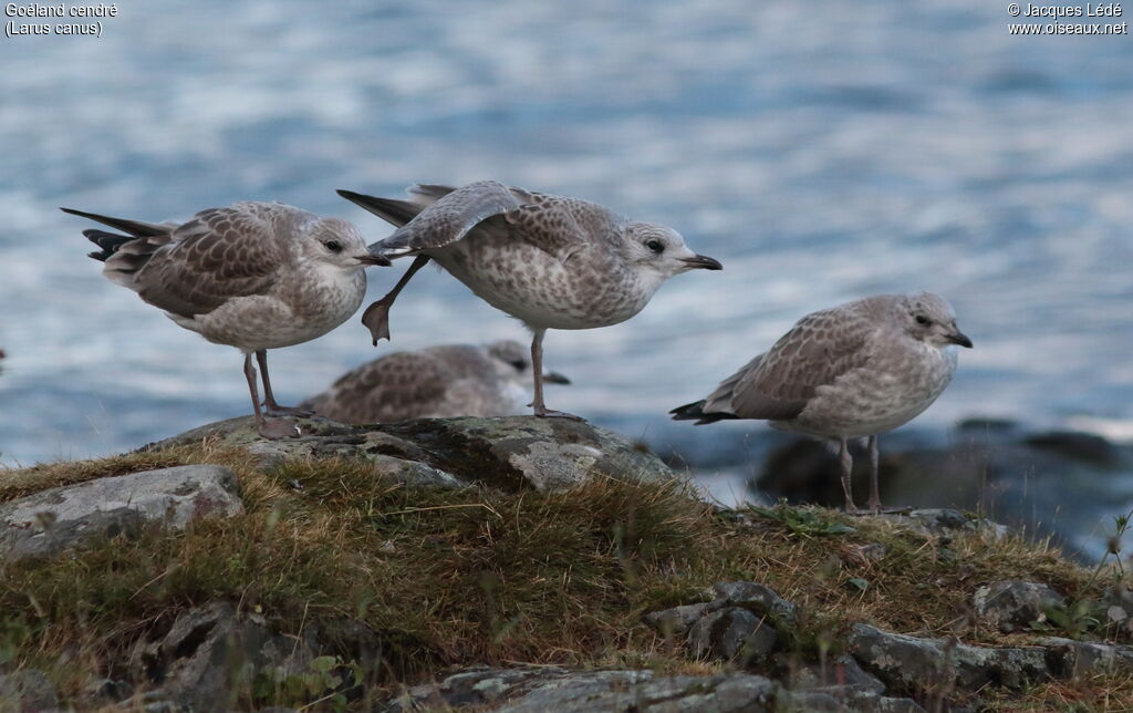 Mew Gull