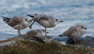 Mew Gull