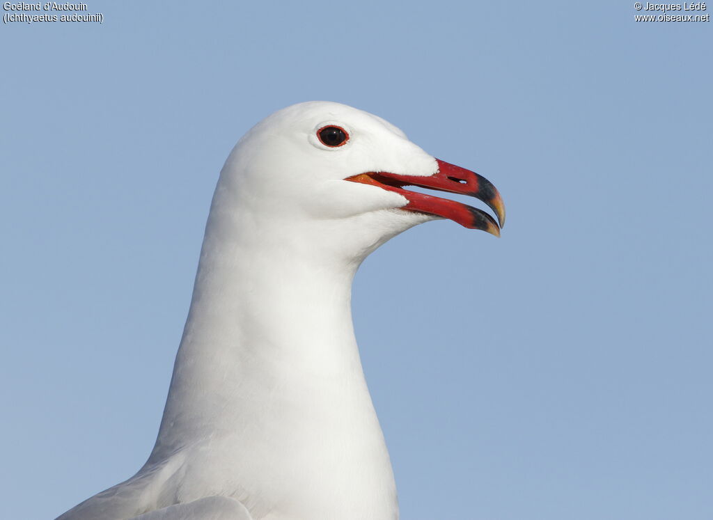 Audouin's Gull