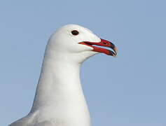 Audouin's Gull