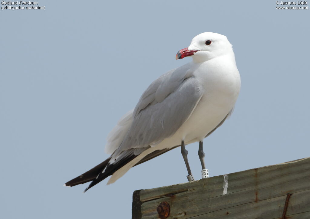 Goéland d'Audouin