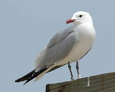 Audouin's Gull