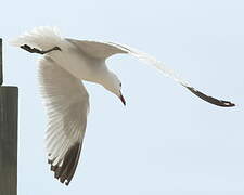 Audouin's Gull