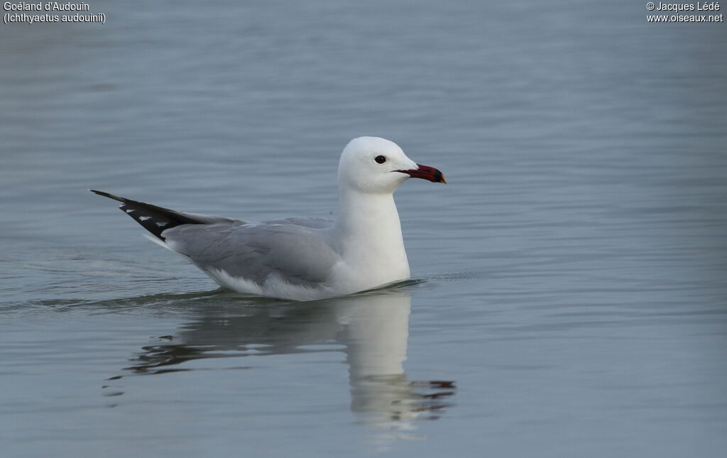 Audouin's Gull