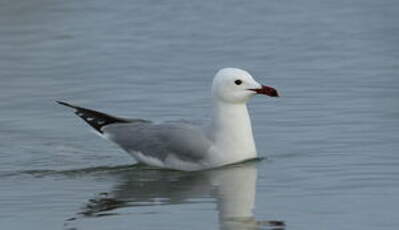 Goéland d'Audouin