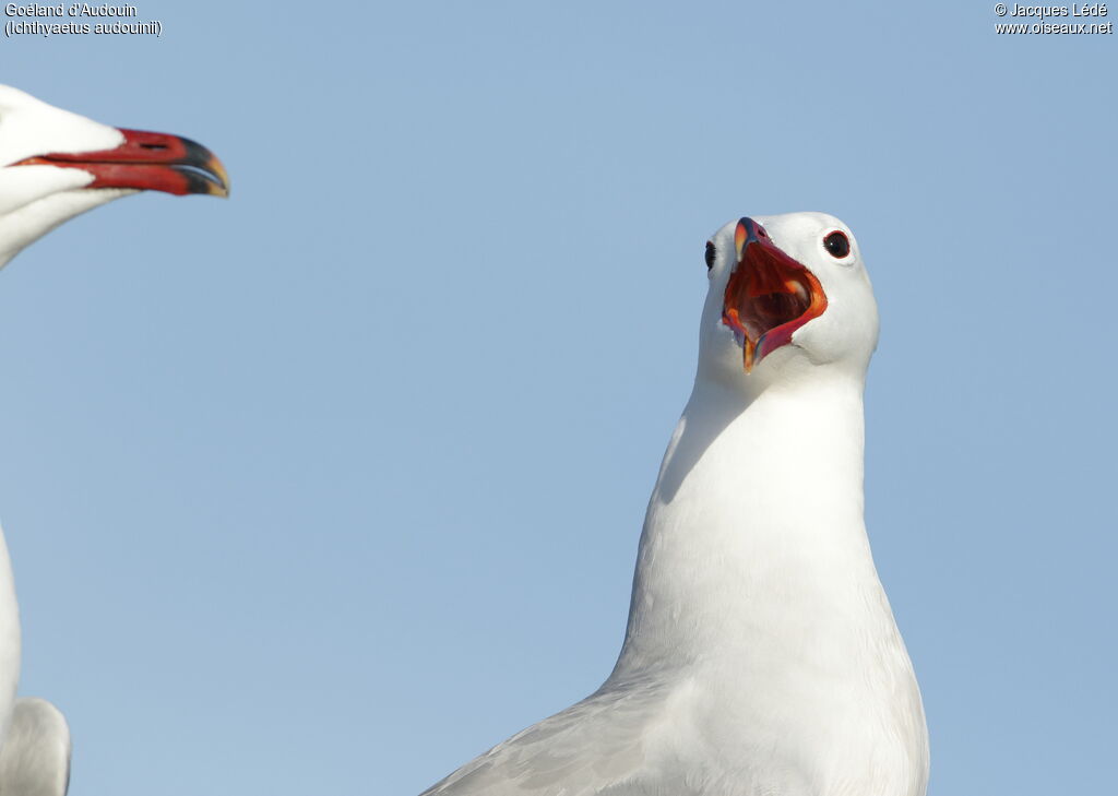 Audouin's Gull