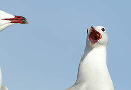 Audouin's Gull