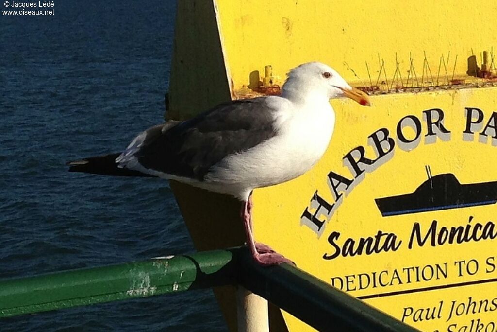 Western Gull