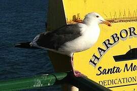 Western Gull