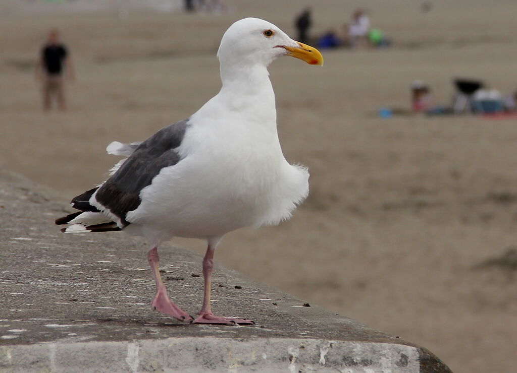 Goéland d'Audubon