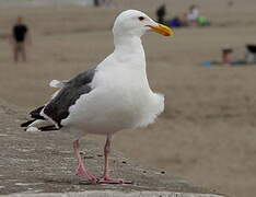 Western Gull