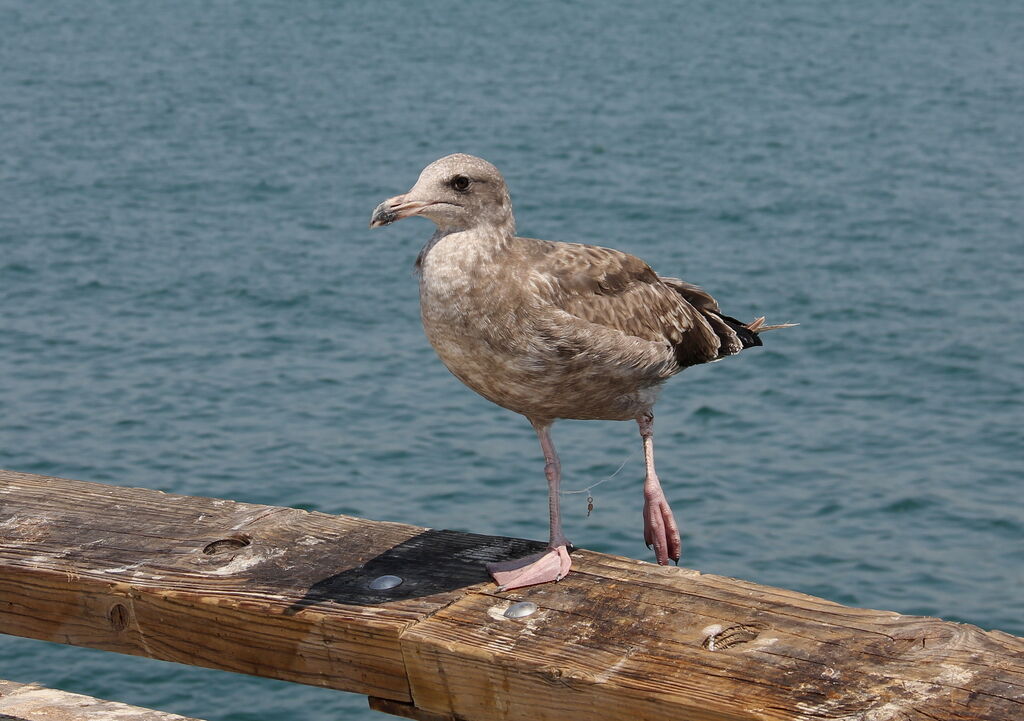 Western Gull