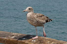 Western Gull