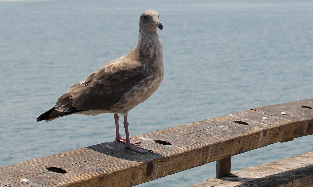 Western Gull