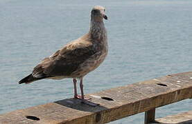 Western Gull