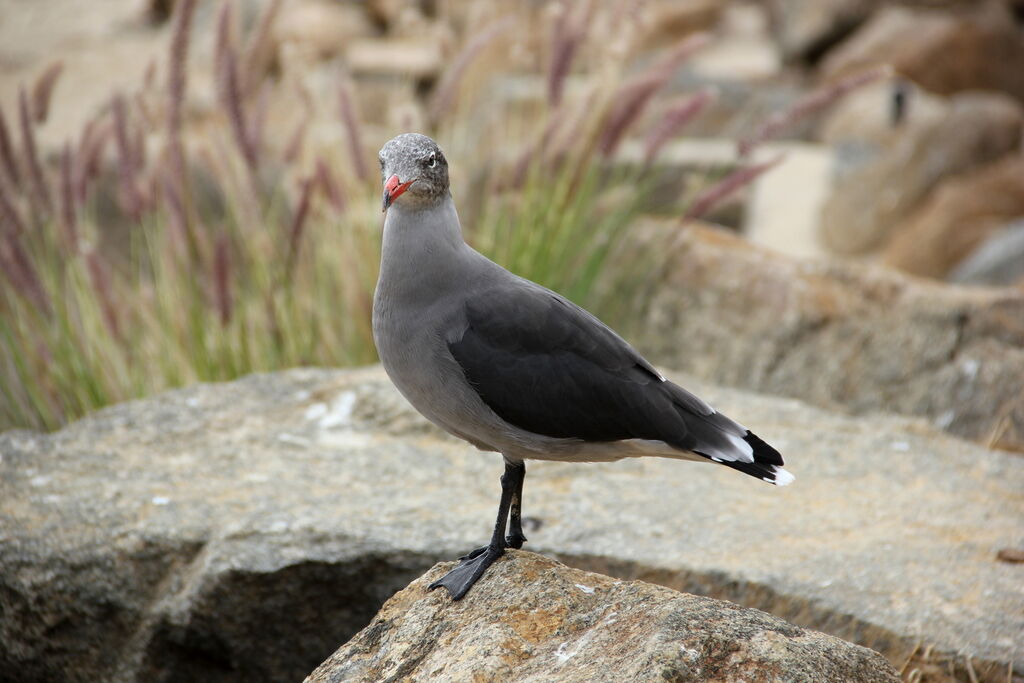 Heermann's Gull