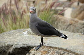 Heermann's Gull