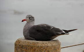 Heermann's Gull