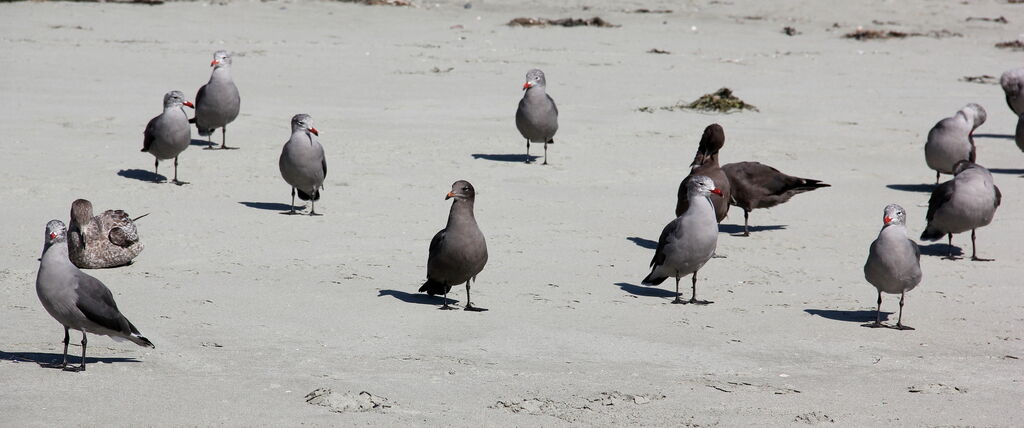 Heermann's Gull