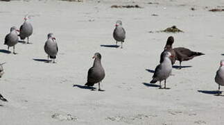 Heermann's Gull