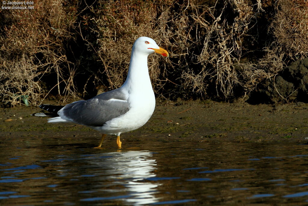 Yellow-legged Gull