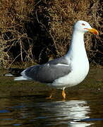 Yellow-legged Gull