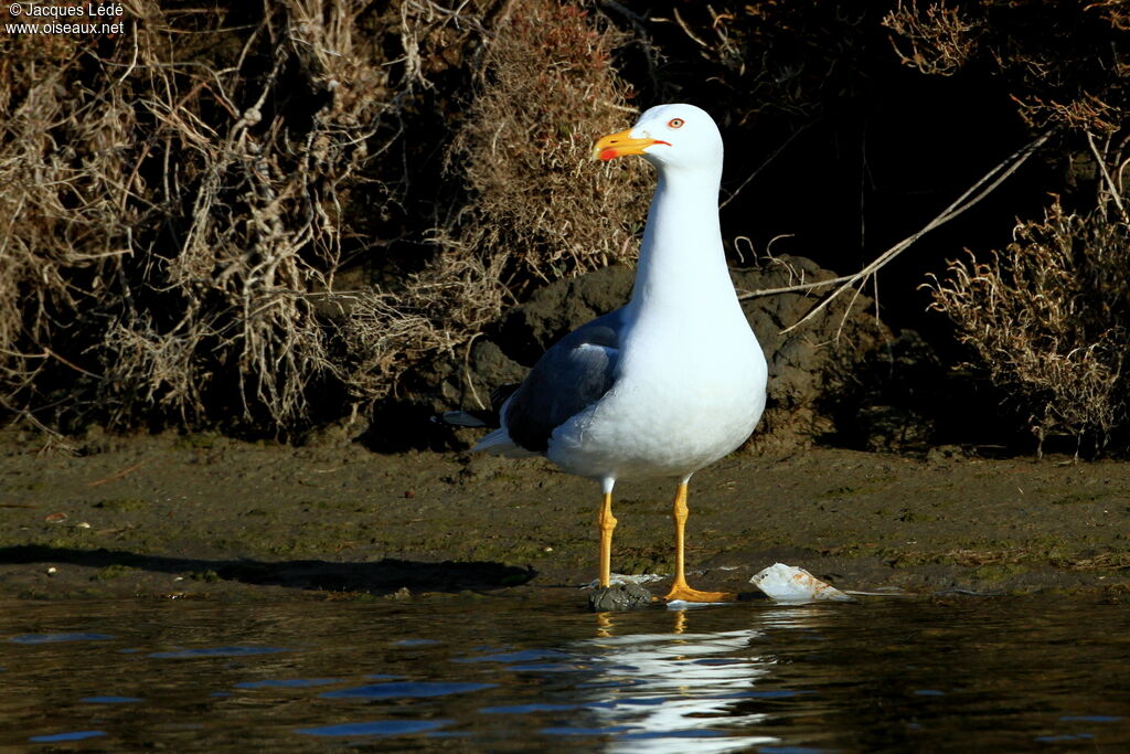 Yellow-legged Gull