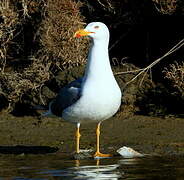 Yellow-legged Gull