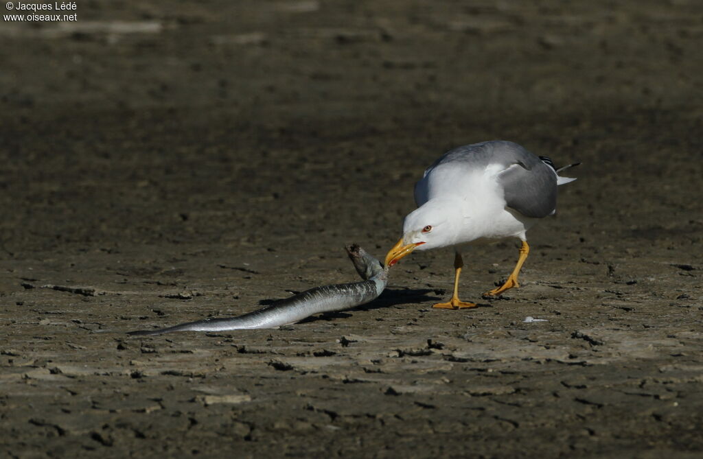 Yellow-legged Gull