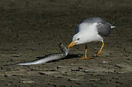 Yellow-legged Gull